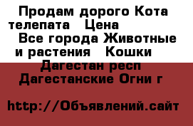  Продам дорого Кота-телепата › Цена ­ 4 500 000 - Все города Животные и растения » Кошки   . Дагестан респ.,Дагестанские Огни г.